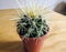 Spiky potted cactus close-up