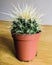 Spiky potted cactus close-up