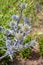 Spiky purple heads of the eryngium flower