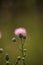 Spiky Purple thistle flower Carduus horridulum grows in a marsh