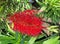 a spiky, red Callistemon flower head