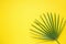 Spiky Round Palm Tree Leaf on Bright Yellow Sunny Background. Room Plant Interior Decoration. Hipster Funky Style