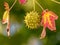 Spiky Sweetgum Tree Seed Pod with Red Autumn Leaves