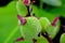 Spiky tropical green plant Tahiti