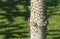 Spiky trunk of Araucaria araucana, monkey puzzle tree, monkey tail tree, or Chilean pine in landscape city park Krasnodar