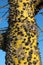 Spiky trunk of Silk floss tree, or Ceiba speciosa