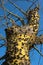 Spiky trunk of Silk floss tree, or Ceiba speciosa