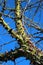 Spiky trunk of Silk floss tree, or Ceiba speciosa