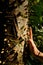 Spiky trunk of tree in amazon rainforest, Yasuni