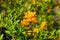 Spiky yellow flower with deep lush oval green leaves