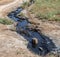 Spilled streams of liquid crude oil flow down drainage ditch into public body of water. Environmental disaster Oil pollution of