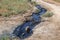 Spilled streams of liquid crude oil flow down drainage ditch into public body of water. Environmental disaster Oil pollution of