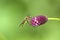 Spilomiya eyed (Spilomyia diophthalma), a family of flies, hoverflies (Syrphidae) on a red flower