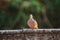 Spilopelia chinensis is on the roof,