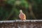 Spilopelia chinensis is on the roof,