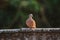 Spilopelia chinensis is on the roof,