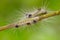 Spilosoma virginica caterpillar