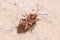 Spilostethus furcula bug walking on a concrete floor.