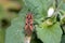 Spilostethus furcula bug walking on a green plant