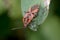 Spilostethus furcula bug walking on a green plant