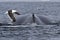 Spin and fin whale humpback over which fly gull