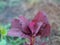 Spinach Amaranth Amaranthus viridis Amaranthaceae dubius red leaves vegetable blooming in garden nature