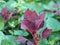 Spinach Amaranth Amaranthus viridis Amaranthaceae dubius red leaves vegetable blooming in garden nature