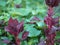 Spinach Amaranth Amaranthus viridis Amaranthaceae dubius red leaves vegetable blooming in garden nature