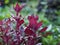 Spinach Amaranth Amaranthus viridis Amaranthaceae dubius red leaves vegetable blooming in garden nature