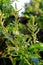 Spinach, Amaranthus viridis L.Slender amaranth Vegetable in garden