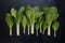 Spinach arranged on kitchen table, fresh and nutritious greens