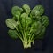 Spinach arranged on kitchen table, fresh and nutritious greens