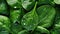 Spinach background. Fresh green baby spinach leaves. AI generated