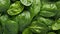 Spinach background. Fresh green baby spinach leaves. AI generated