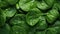 Spinach background. Fresh green baby spinach leaves. AI generated