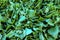 Spinach background full image. Top view.