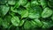 Spinach background full image. Top view