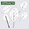 Spinach Coloring Black And White leaves. Isolated vector Illustration