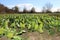 Spinach field in VEliko selo, Serbia