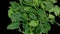 Spinach green lettuce leaves spinning on a black background.