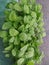 Spinach grown with hydroponics thrives. the green color is attractive