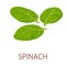 Spinach icon, isometric style