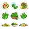 Spinach icons set, cartoon style