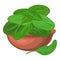Spinach leaf in bowl icon, cartoon style