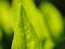 Spinach leaf in the garden with blurred background