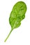 Spinach leaf isolated