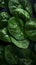 Spinach leaves on a dark background, covered in water droplets.