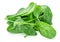 Spinach leaves isolated on white background. Various Spinach leaf