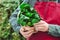 Spinach in male hands. Man in apron holds bunch of fresh raw green spinach in craft bag. Delivery of fresh farm products, greens.