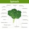 Spinach nutrient of facts and health benefits, info graphic